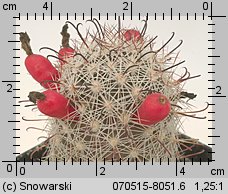 Mammillaria hutchisoniana SB 1243