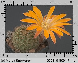 Mediolobivia aureiflora var. longiseta