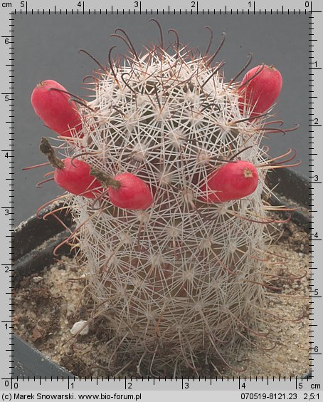 Mammillaria hutchisoniana SB 1243
