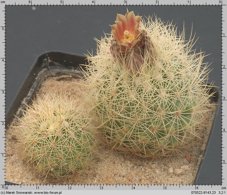 Escobaria roseana LX 578