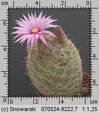 Mammillaria wilcoxii
