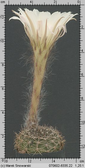 Echinopsis ancistrophora SE 45
