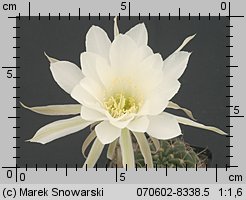Echinopsis ancistrophora