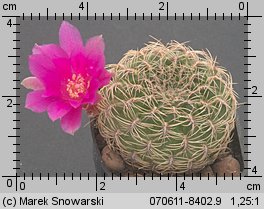 Sulcorebutia purpurea HS 25B