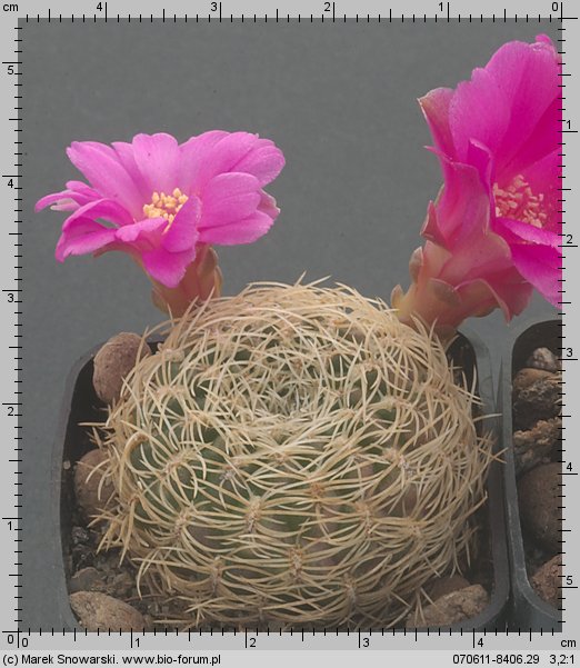 Sulcorebutia purpurea HS 25B