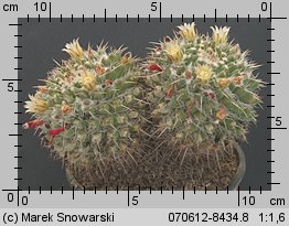 Mammillaria karwinskiana ssp. nejapensis
