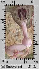 Ceropegia linearis ssp. woodii