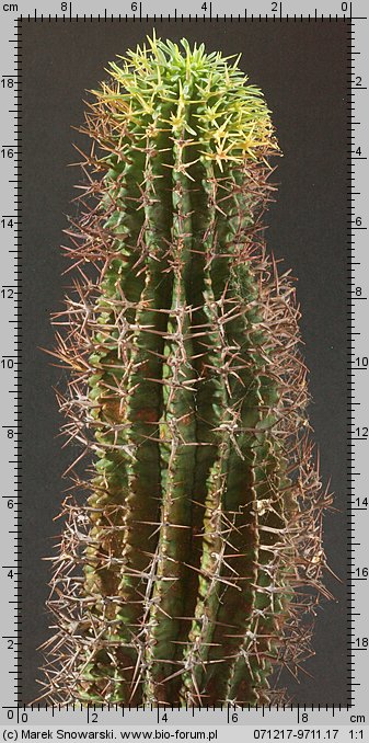 Euphorbia stellaespina ES 1515