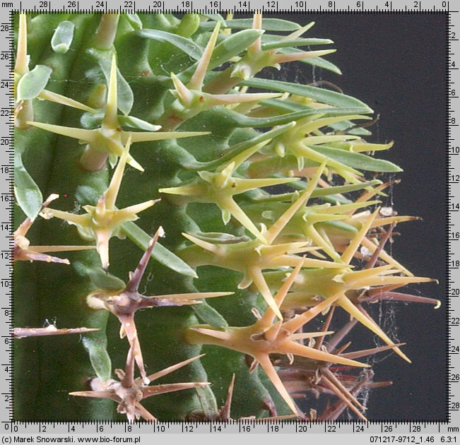 Euphorbia stellaespina ES 1515