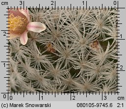 Mammillaria lasiacantha