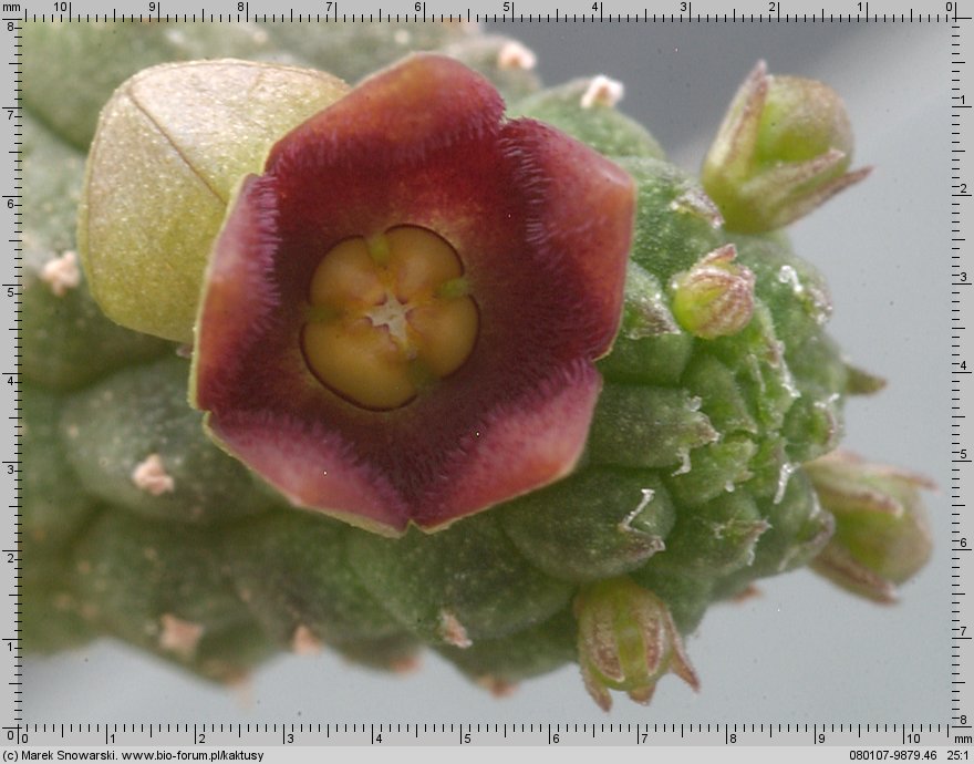 Echidnopsis cereiformis