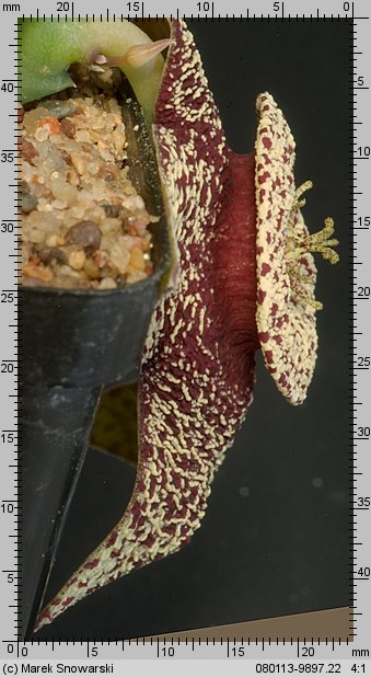 Orbea variegata IB 7646
