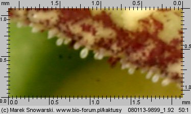 Orbea variegata IB 7646