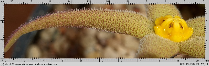 Piaranthus sp. Kliprivier IB 7408