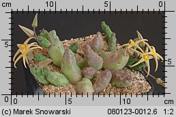 Piaranthus sp. Kliprivier IB 7408