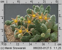 Piaranthus comptus IB 7547