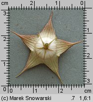 Huernia reticulata x pillansii