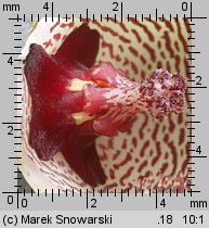 Huernia reticulata x pillansii