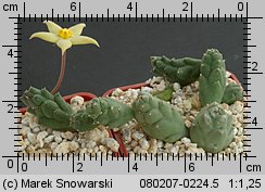 Piaranthus geminatus var. geminatus Van Wyksvlet