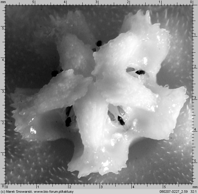 Piaranthus geminatus var. geminatus Van Wyksvlet