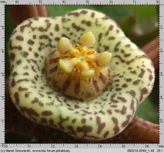 Duvalia maculata PVB 5737