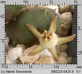 Duvalia parviflora PVB 9032
