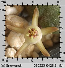 Duvalia parviflora PVB 9032