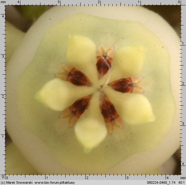 Duvalia parviflora .07406.