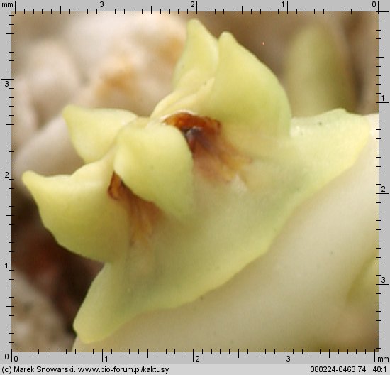 Duvalia parviflora .07406.