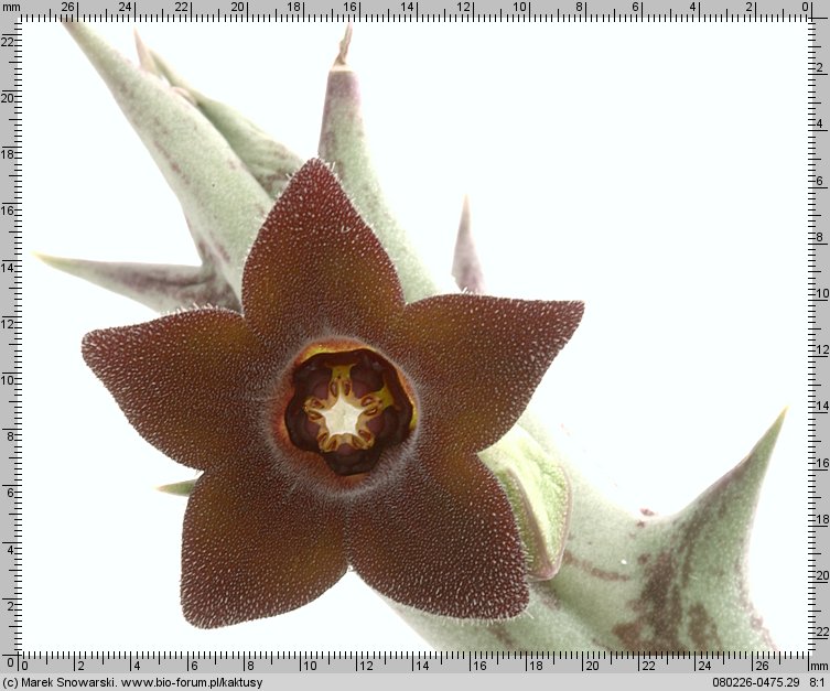 Orbea lutea ssp. vaga