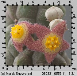Notechinopsis sp. Steencampskraal