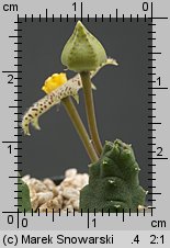 Piaranthus comptus IB 7456