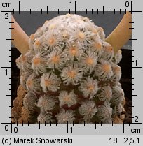 Mammillaria theresae