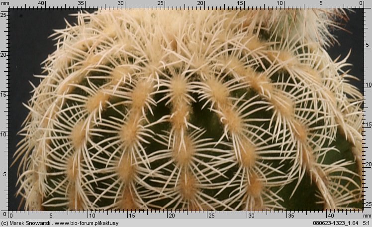 Echinocereus oklahomensis