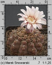 Gymnocalycium quehlianum var. flavispinum