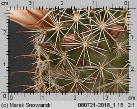 Mammillaria dioica LH 191