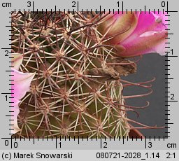 Mammillaria wilcoxii