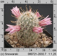 Mammillaria microcarpa var. auricarpa