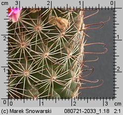 Mammillaria sheldonii