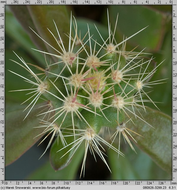 Echinocereus enneacanthus SB 676