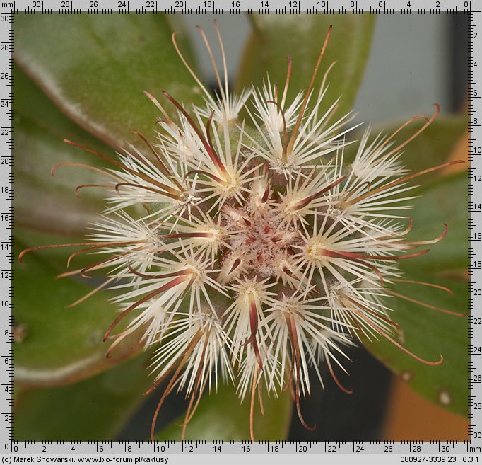 Mammillaria microcarpa SB 518