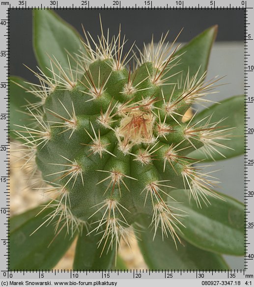 Echinocereus mathesianus