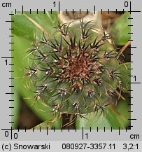Frailea castanea var. albicarpa