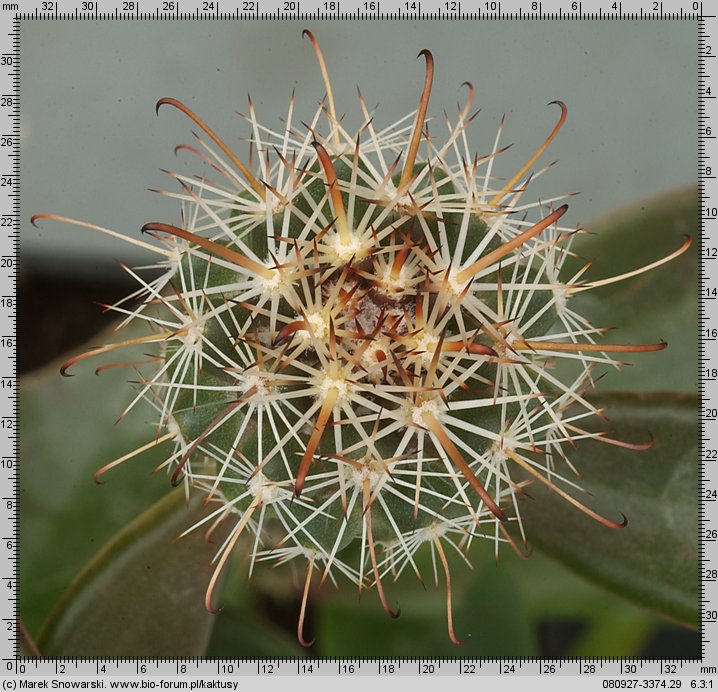 Mammillaria oliviae SB 1784