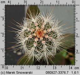 Echinocereus palmeri SB184