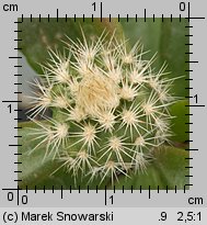 Echinocereus reichenbachii ssp. baileyi SB 211