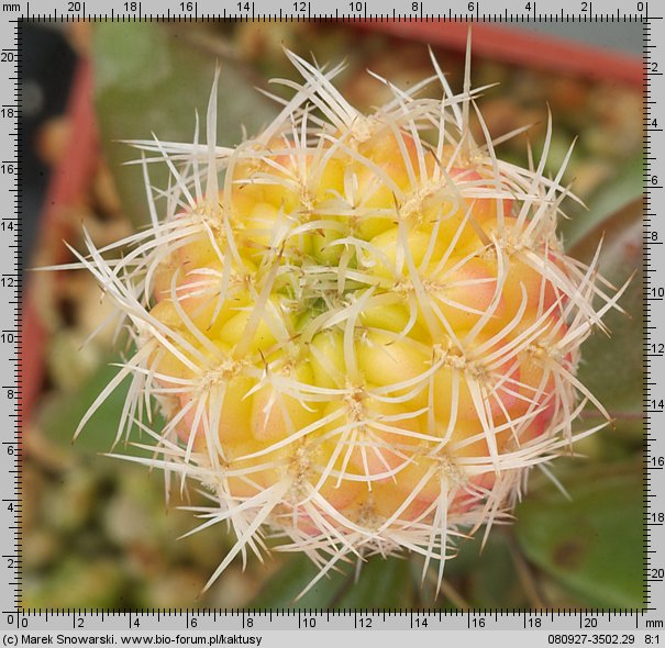 Sulcorebutia cylindrica HS 65 f. bialy kwiat