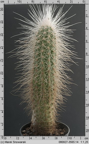 Echinocereus longisetus