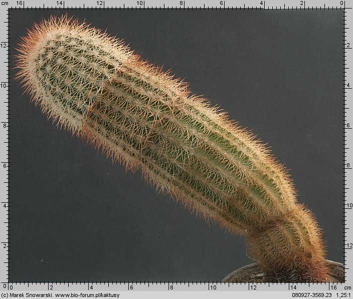 Echinocereus reichenbachii ssp. baileyi .07359.