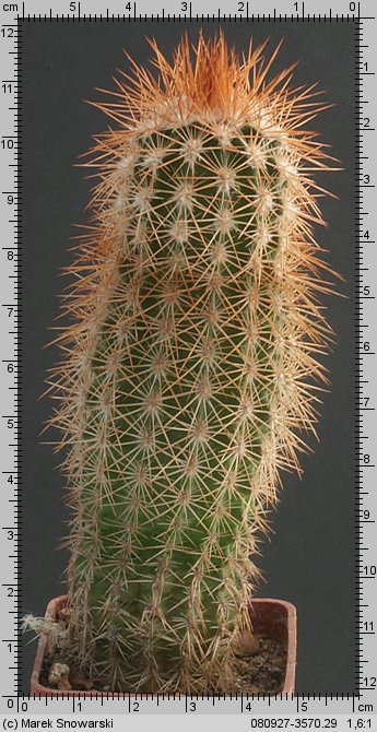Echinocereus fitchii